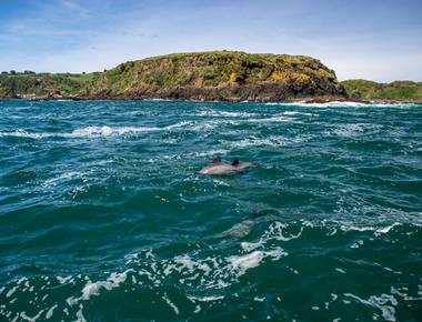 Dolphin Island Scuba Diving Goa